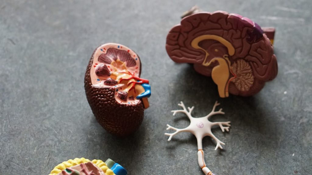 Fuel Your Brain with Nutritious Foods